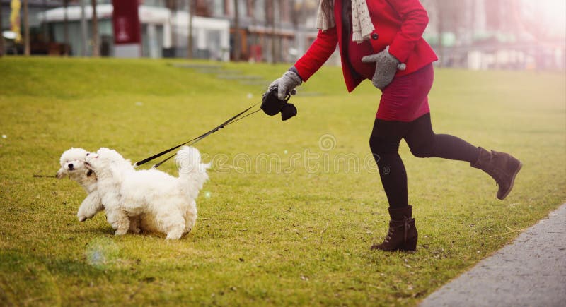 Winter portrait of pregnant woman walking dogs stock photos Winter portrait of pregnant woman walking dogs stock photos