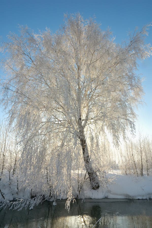 Winter postcard. Sunny tree.