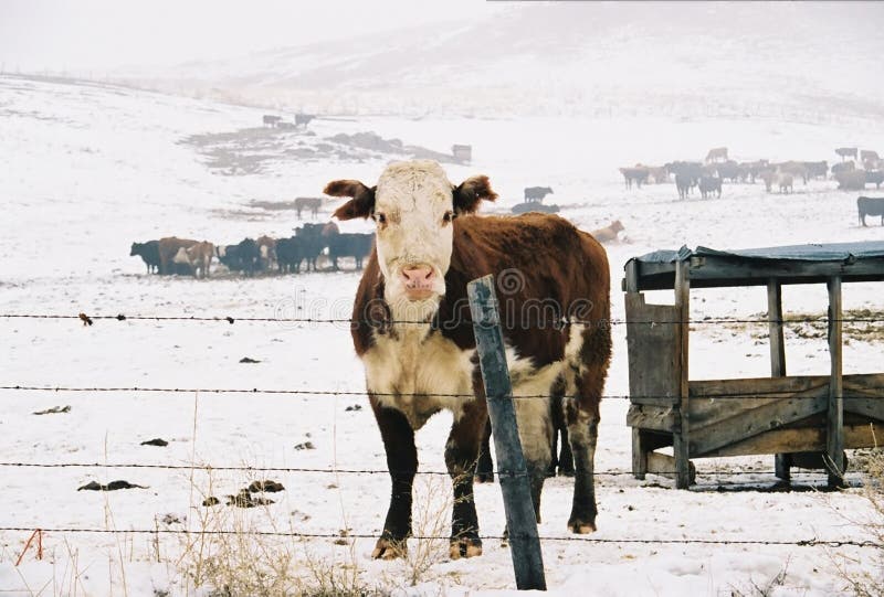 Winter-Reichweite lizenzfreie stockfotos Winter-Reichweite lizenzfreie stockfotos