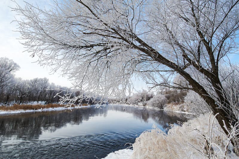 The winter river and trees scenery