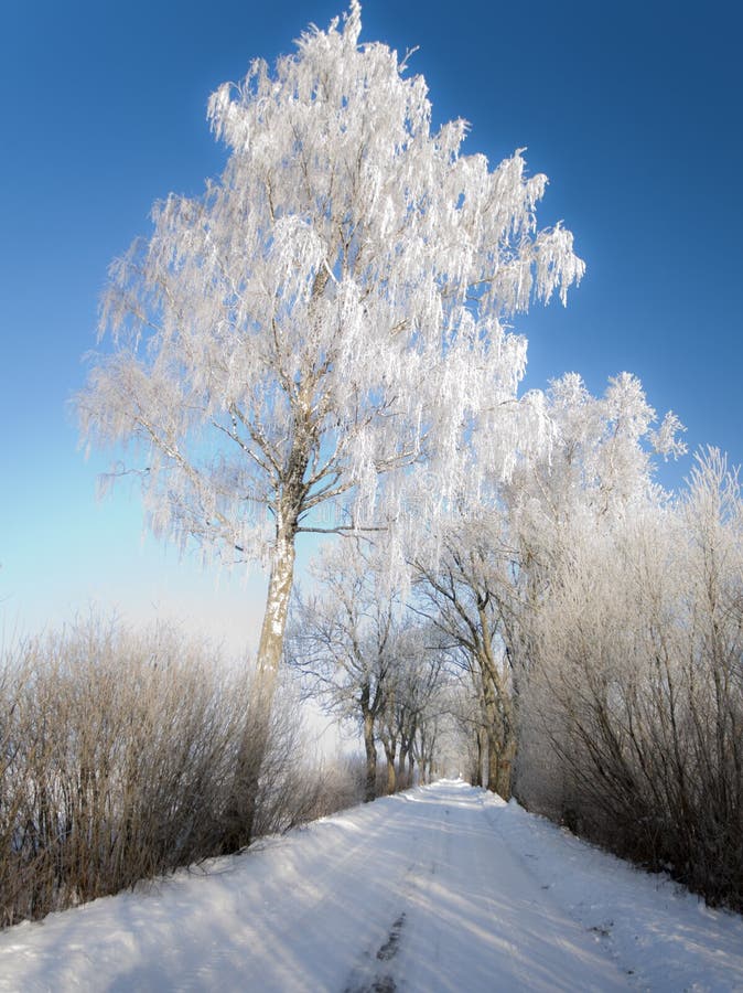 Winter landscape and trees stock image. Image of peaceful - 3954103