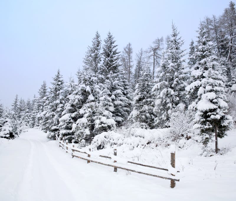 Winter road in wood