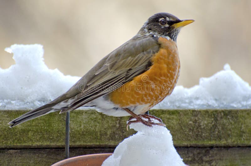 Winter Robin royalty free stock photo Winter Robin royalty free stock photo