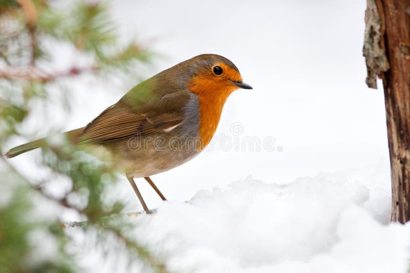 Winter Robin mit Kiefer und Schnee lizenzfreies stockbild Winter Robin mit Kiefer und Schnee lizenzfreies stockbild