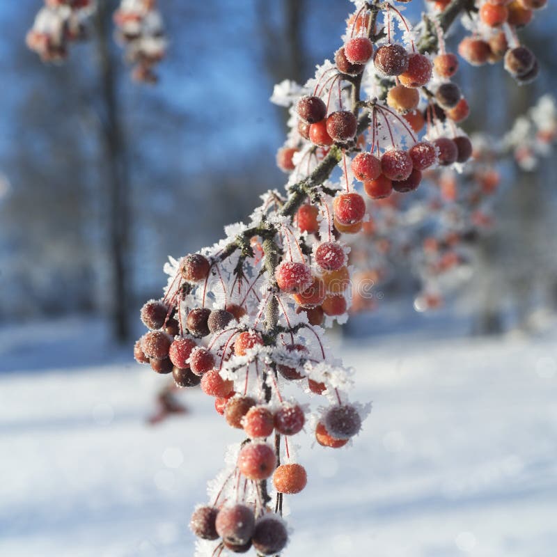 Winter Rowanberries