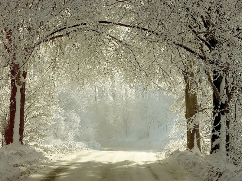 Winter rural road through the frozen trees