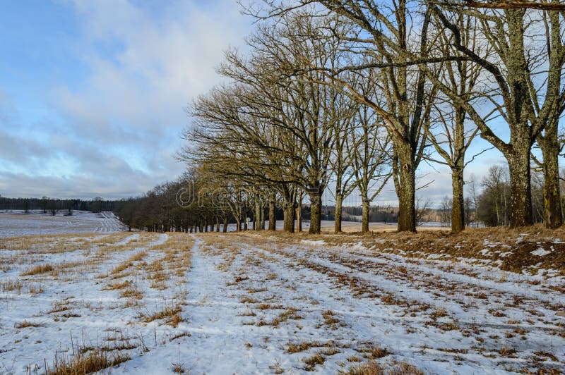 Winter Rural Scene with Snow and White Fields Stock Image - Image of ...