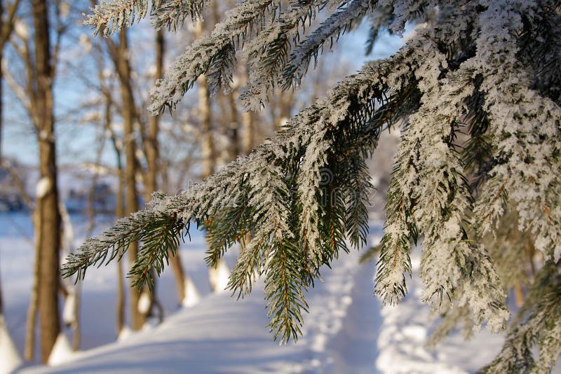 Winter s forest