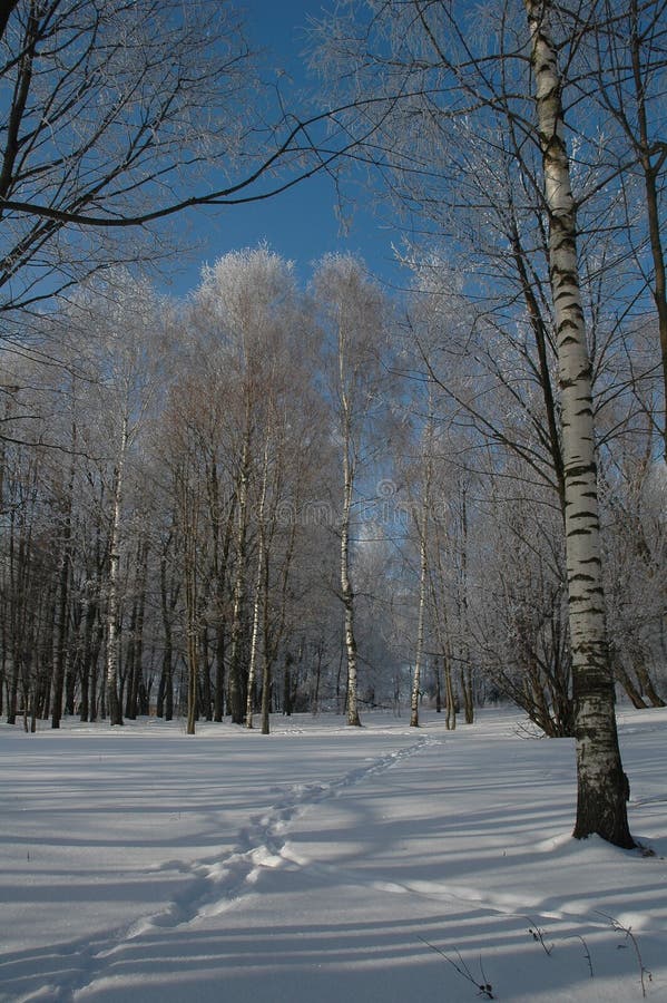 The winter`s wood.