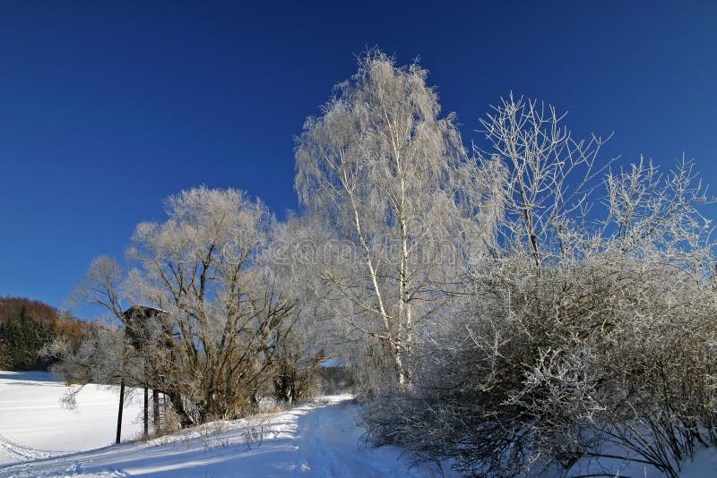 Winter scene