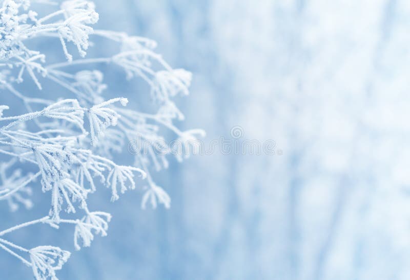 Blu scena di inverno con la neve albero.