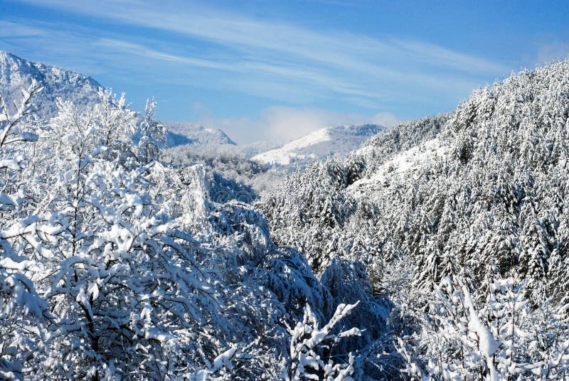 Winter Scene in Mountains. Forest and Hills Covered with a Snow. Snowy ...