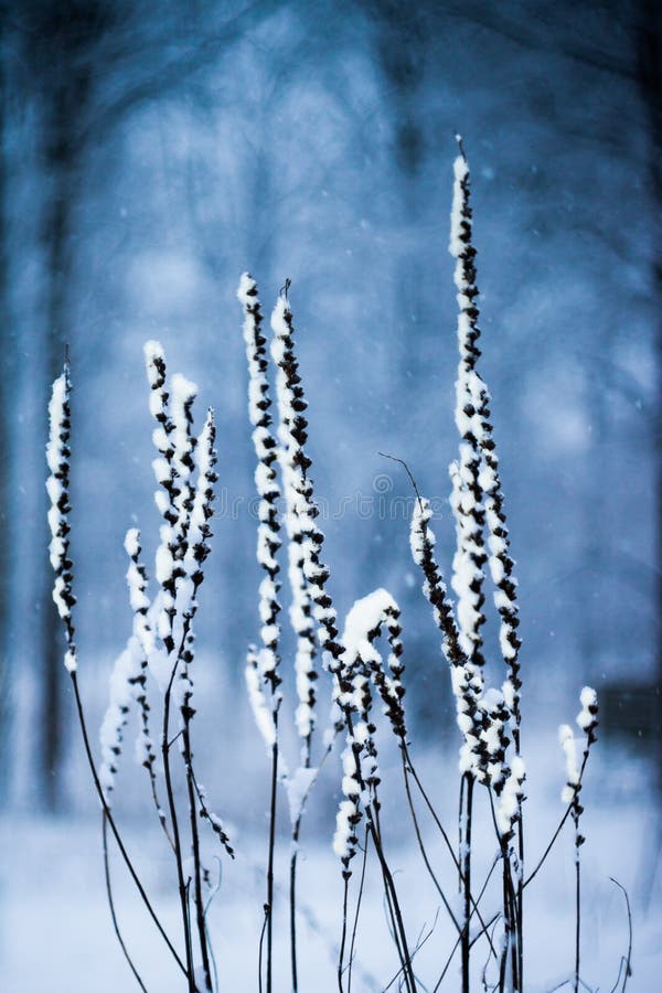 Winter scene with snowed plants. Shallow depth of field.