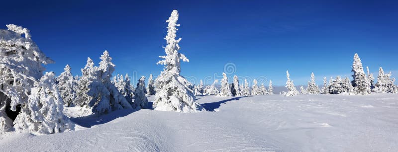Martinske hole, Mala Fatra, Slovakia. Winter scenery with frozen spruce trees around Zazriva hill in Martinske hole ski resort in Little Fatra mountains