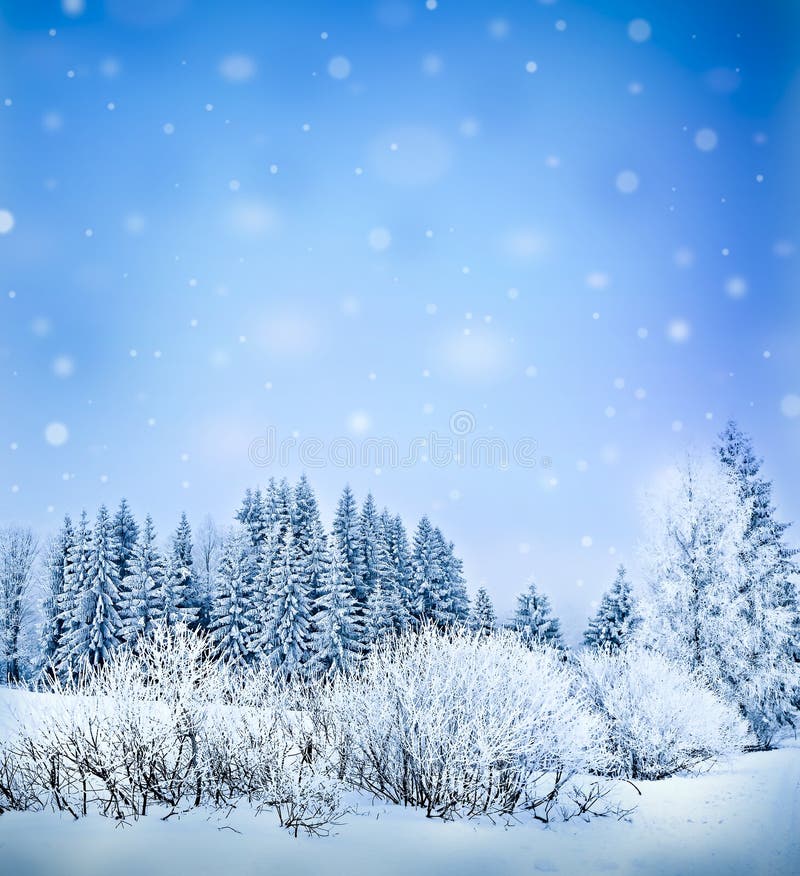 Winter scenery with frozen trees