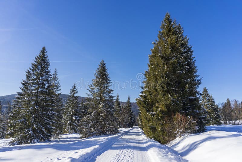 Winter scenery in the mountains. Around Oravice. Tatry. Slovakia