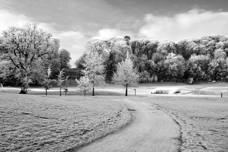 Winter scenic capture of forest walk in ireland