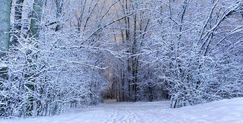 An winter scenic landscape in cold season. Wonderful white fores