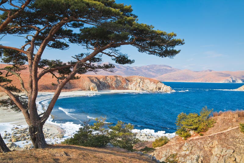 Winter seascape, Japanese cedar