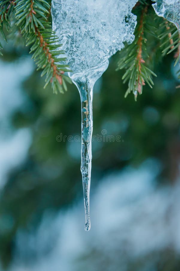 Zblízka krápníkové ledu visící z větve borovice ve velmi chladné zimní den.