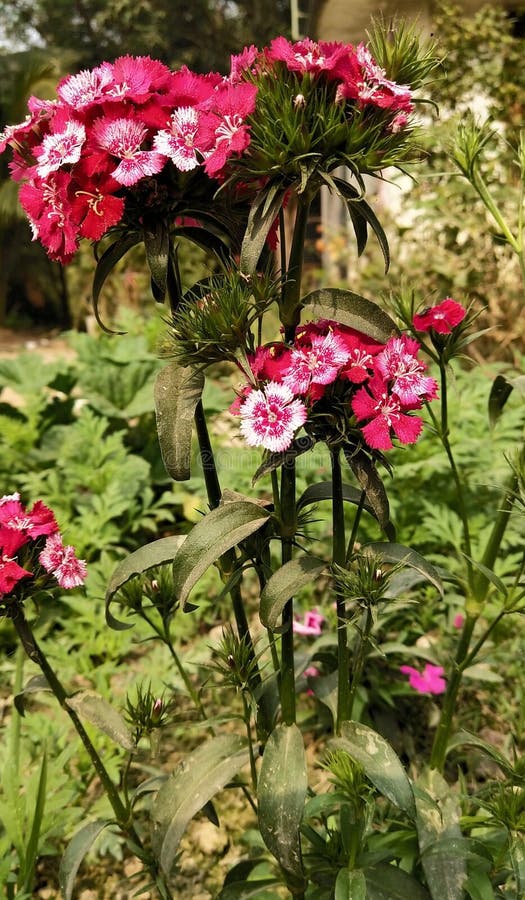 Season Flowers stock photo. Image of winter, flowers 138771308