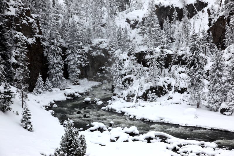 Winter season in Yellowstone