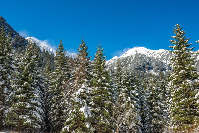 Zima na Slovensku Tatry. vrcholky a stromy pokryté sněhem