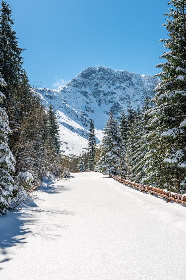 Zima na Slovensku Tatry. vrcholky a stromy pokryté sněhem