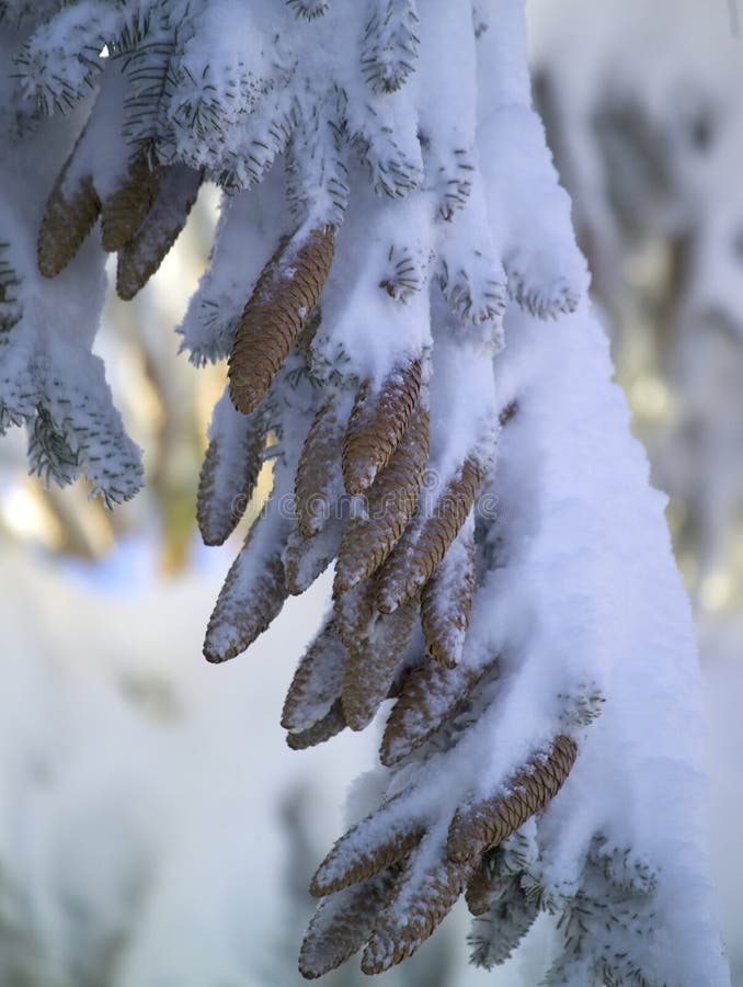 Winter snow