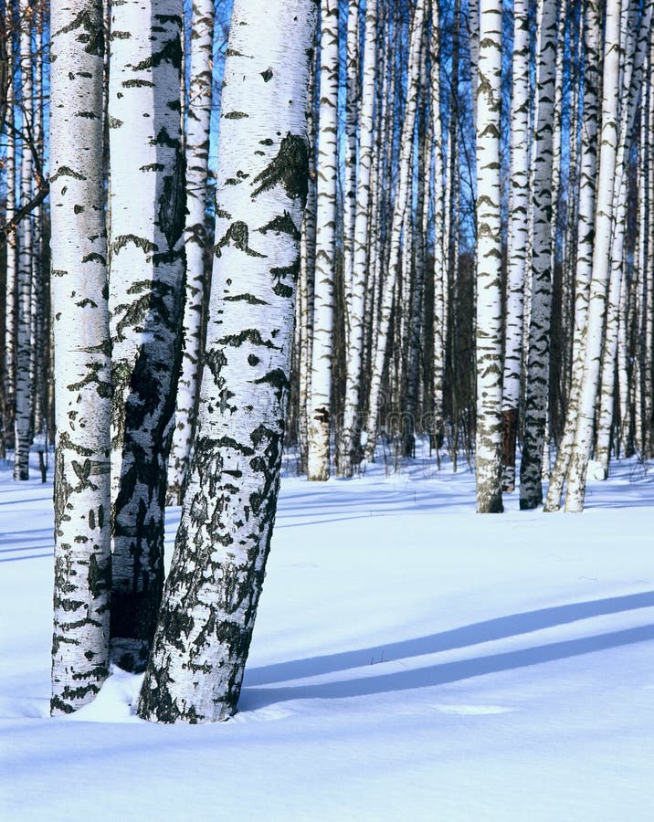 Winter Snow Birch Forest, Vertical Stock Photo - Image of life, frost ...