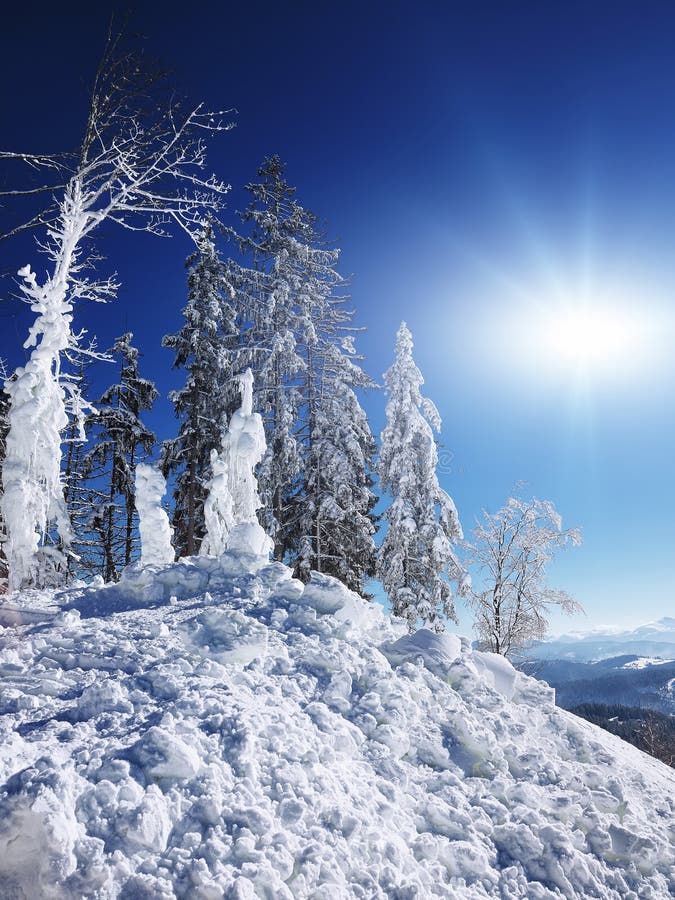 Winter Snow Covered Fir Trees on Mountainside on Blue Sky with S Stock ...