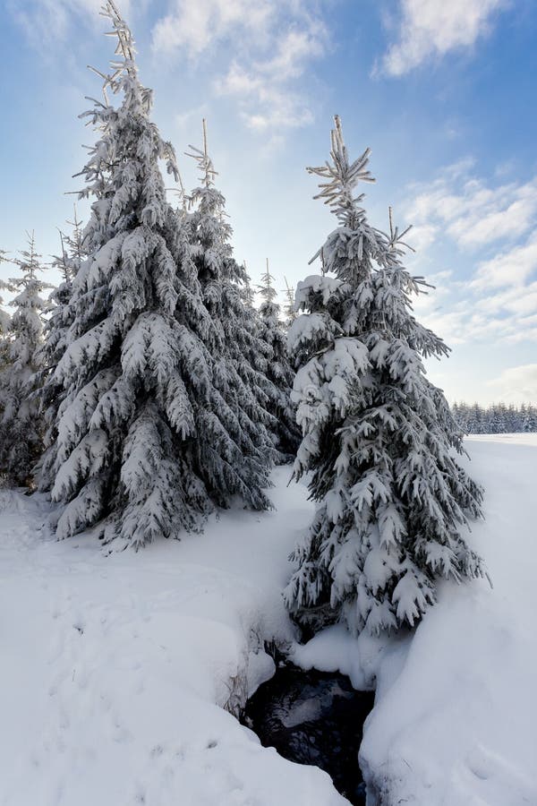 Winter snow landscape, pine trees, water river, High Fens, Belgium