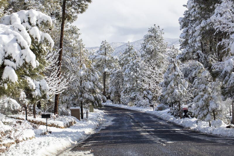 Winter snow in the mountains of Prescott, Arizona after a storm