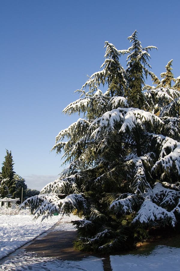 Winter snow scene