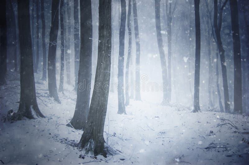 La nieve tormenta en Bosque en el invierno, niebla.