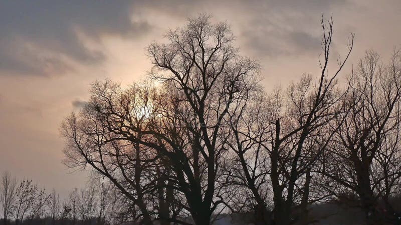 Winter snow sunset treetops snow sunlight landscape