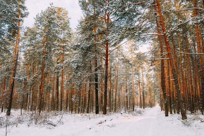 Snowy Path, Road, Way Or Pathway In Winter Forest