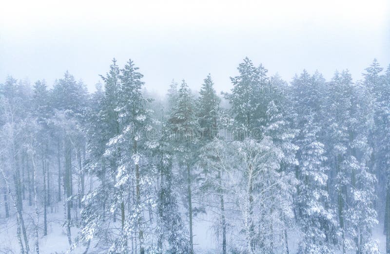 snowy evergreen forest