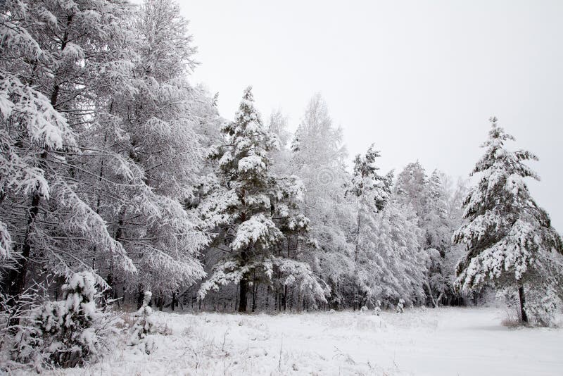 Winter Snowy Forest in Siberia Stock Photo - Image of rural, season ...