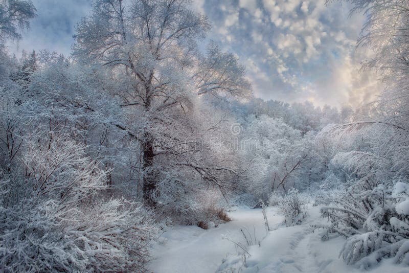 Inverno, paesaggio innevato con la foresta e il fiume gelato alla giornata di sole.