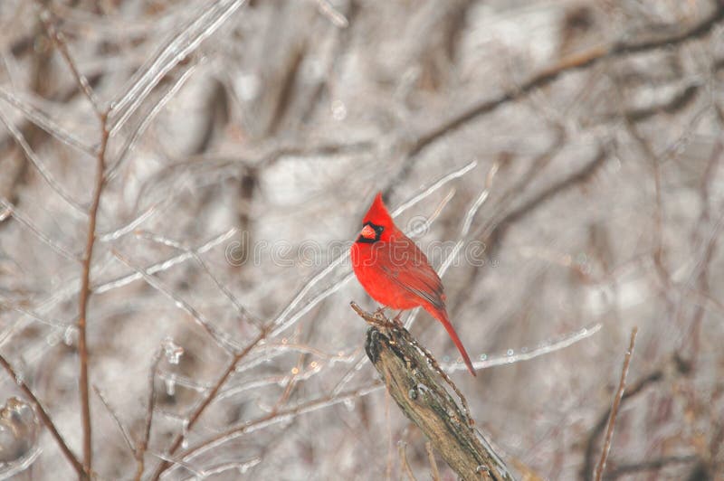Winter Song Bird stock photo. Image of nature, cardinalis 3848962