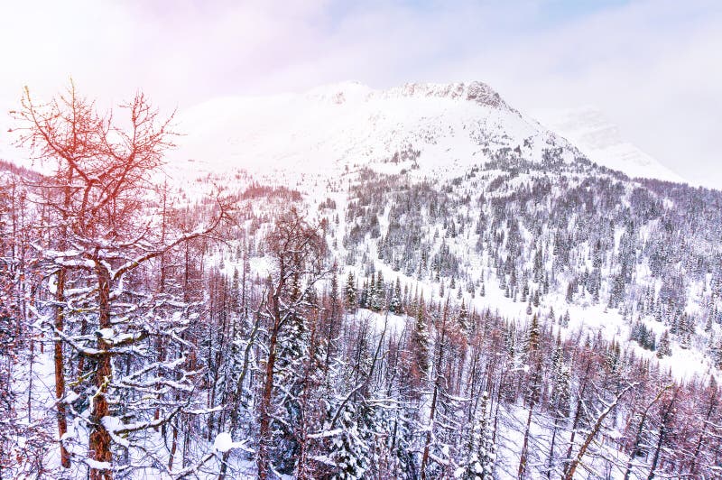 Winter-Sonnenaufgang über den Snowy-Bergen auf den Kanadier Rocky Mountains lizenzfreie stockbilder Winter-Sonnenaufgang über den Snowy-Bergen auf den Kanadier Rocky Mountains lizenzfreie stockbilder