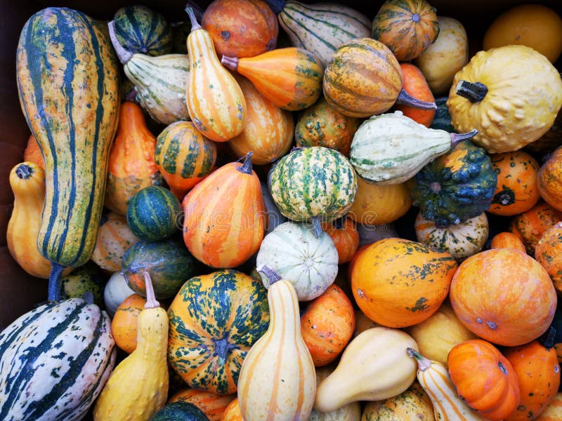 Winter squash with patterns colored in orange, yellow and white