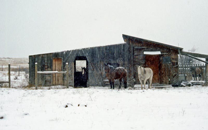 Winter Stable and Horses