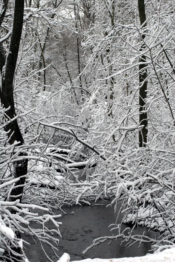 Stream running through woods with snow-frosted trees. Stream running through woods with snow-frosted trees.