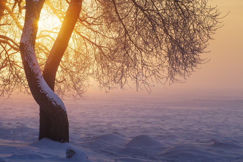 Winter sunlight in evening at sunset through tree branches. Winter landscape. Yellow sunshine. Snow and frost on scenery nature