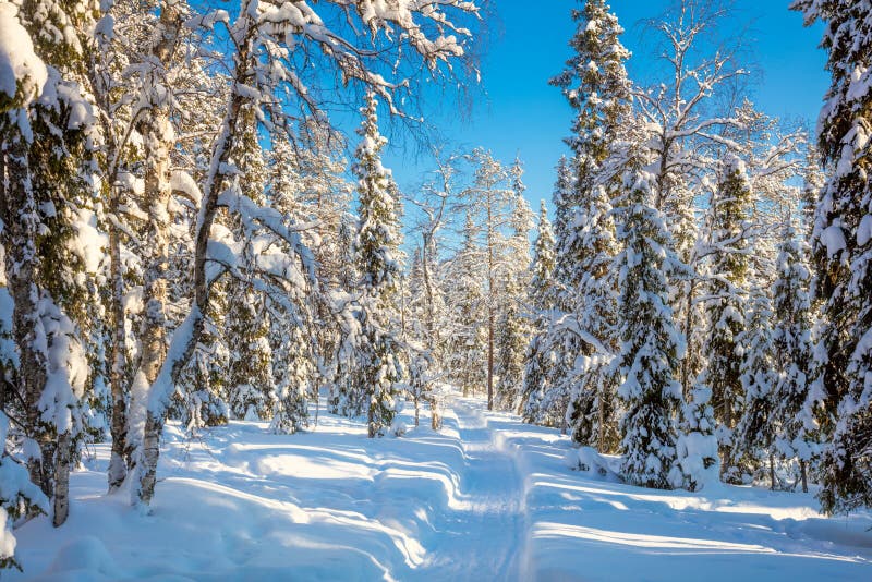 Winter sunny weather in forest with lots of snow and path