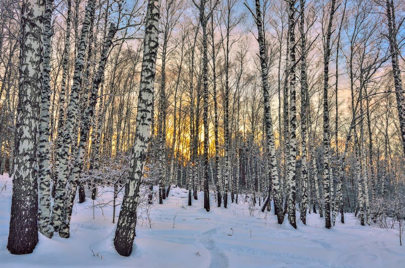 Winter Sunset in birch forest