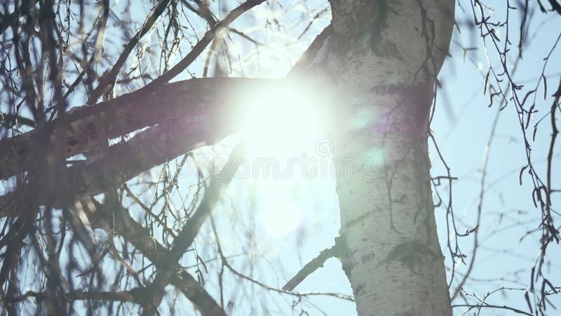 Winter Sunset in the birchwood. rays of the sun through the branches of the birch tree Russian traditions winter nature