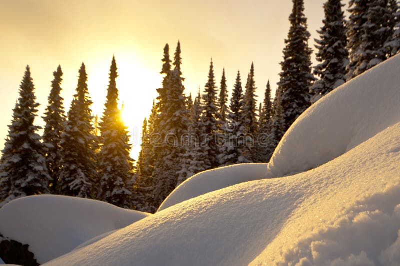 Winter sunset in the forest